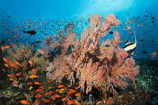 成群,多样,游动,高处,珊瑚礁,打结,珊瑚,摩尔风格,大堡礁,昆士兰,累石堆,太平洋,澳大利亚,大洋洲