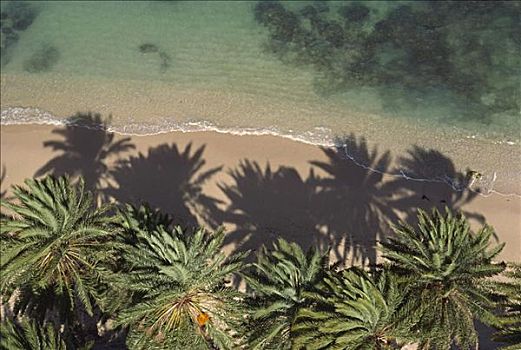 夏威夷,航拍,棕榈树,荫蔽,热带沙滩