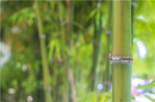 竹子,植物,绿色,背景