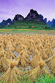 稻米,靠近,阳朔,中国