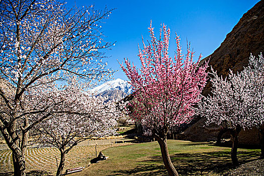 新疆,山村,杏花,树林,春天,雪山