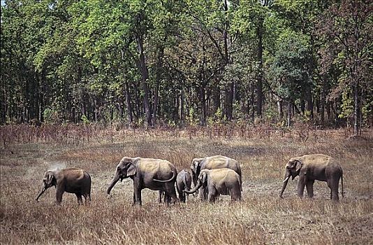 亚洲象,象属,哺乳动物,边缘,树林,印度,亚洲,动物