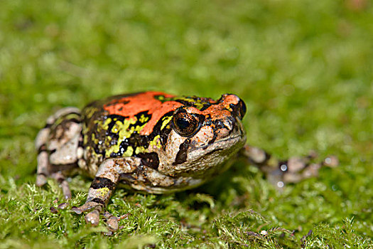 青蛙,国家公园,马达加斯加,非洲