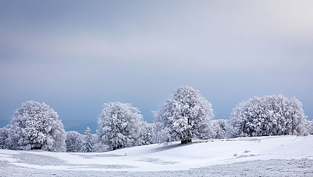 冬季风景,冰冻,树,法国,欧洲
