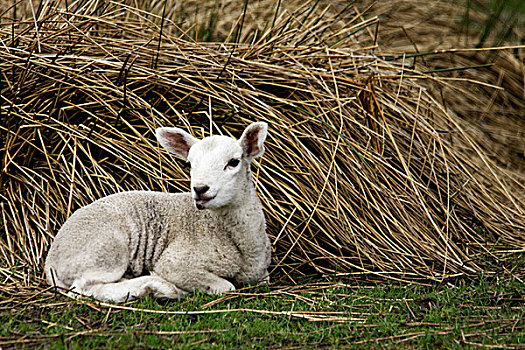 诺森伯兰郡,英格兰,绵羊,坐,旁侧,堆,干草