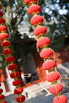 香山植物园内红灯笼