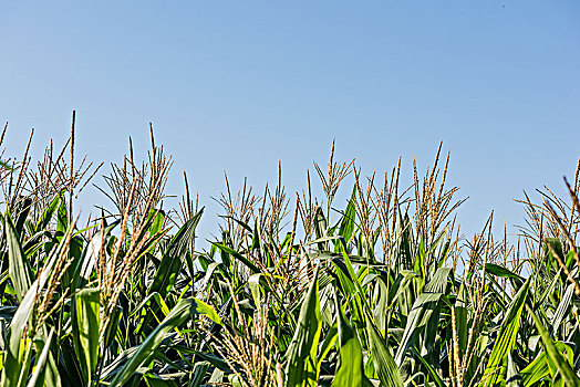 秋季的玉米地和蓝天