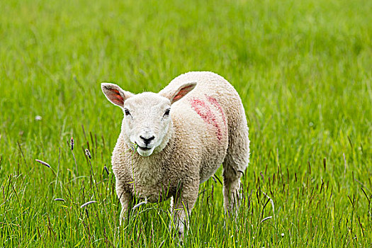 绵羊,草地,诺森伯兰郡,英格兰,英国,欧洲