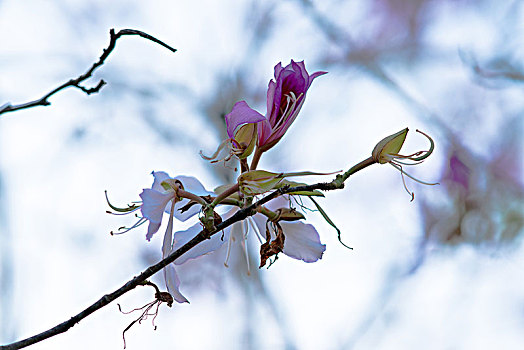 紫荆花