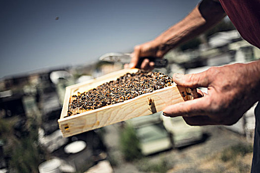 工作,蜜蜂