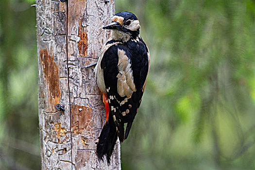 大斑啄木鸟,树干,北方,卡瑞里亚,芬兰,欧洲