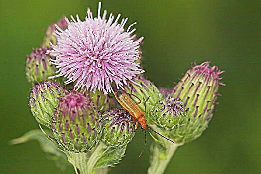 甲虫,紫花,安大略省,加拿大