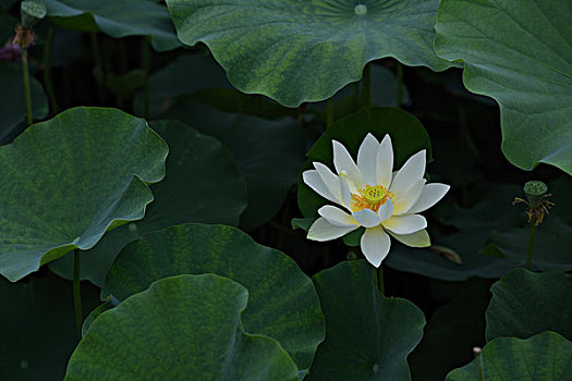 荷花,白莲花,纯洁,宁静,禅意