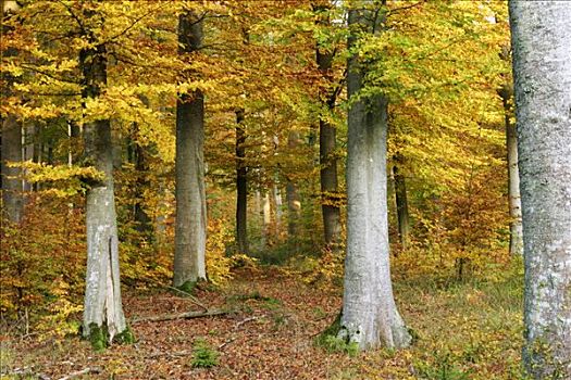 秋天,彩色,山毛榉,树林