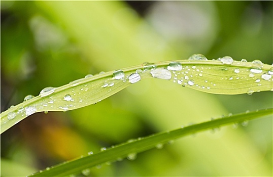 植物,叶子,水滴