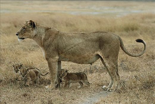 非洲狮,狮子,母亲,三个,幼兽,塞伦盖蒂国家公园,坦桑尼亚