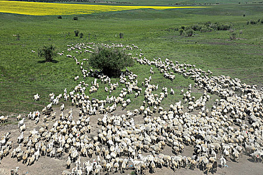 内蒙古呼伦贝尔阿尔山草原上奔腾的羊群
