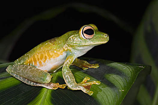 树蛙,西北地区,厄瓜多尔