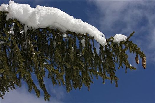 冷杉,枝条,雪,巴伐利亚,德国,欧洲