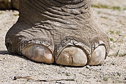 亚洲象,象属,脚,东南亚