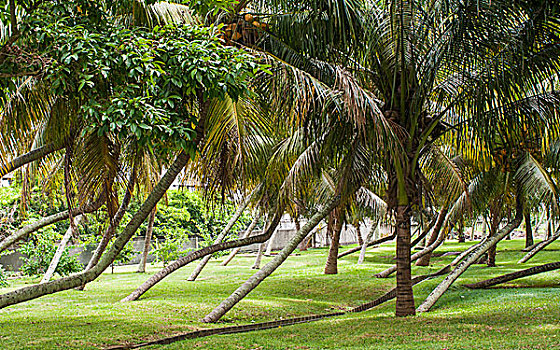 毛里求斯椰林