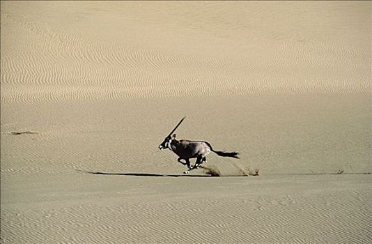 长角羚羊,羚羊,沙丘,纳米布沙漠,纳米比亚