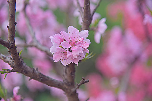 碧桃花