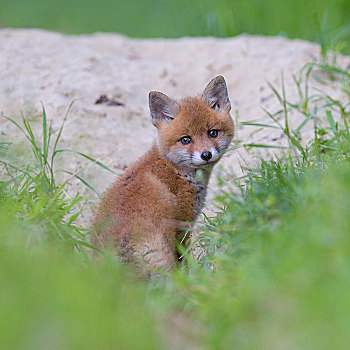 红狐,狐属,狐狸,小动物,正面,洞穴,生物保护区,巴登符腾堡,德国,欧洲