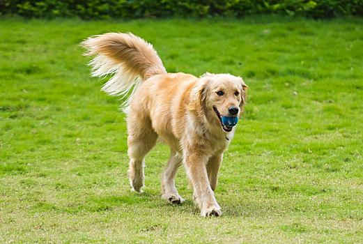草地上奔跑的拉布拉多犬