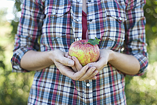 女人,格子衬衫,拿着,大,苹果,捧着,农场