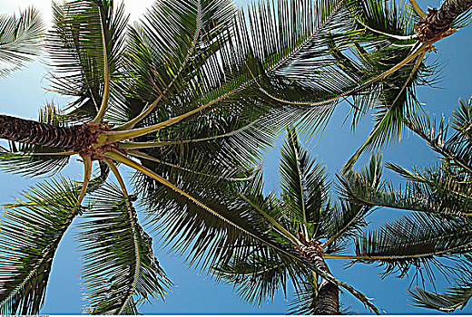 仰视,棕榈树,普林斯维尔,考艾岛,夏威夷,美国