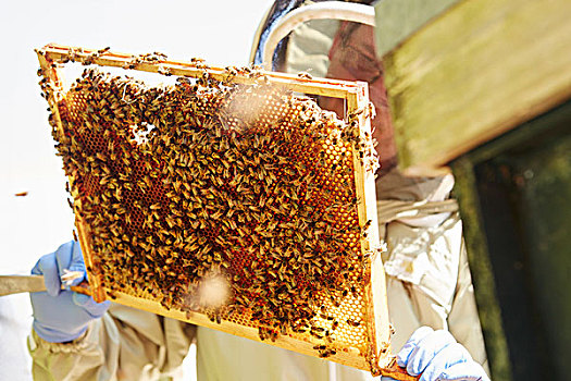 养蜂人,拿着,向上,工蜂,蜜蜂,装载,蜂窝,蜂蜜