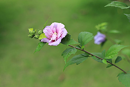 木槿花开