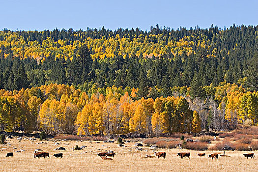 母牛,白杨,树,秋色,希望,山谷,加利福尼亚