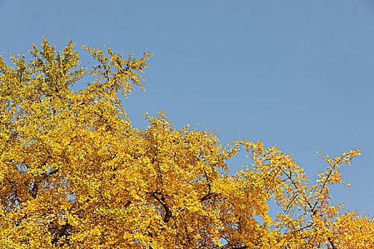 金黄银杏树
