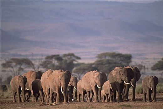 非洲象,牧群,走,东非