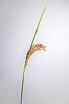 麦子水稻