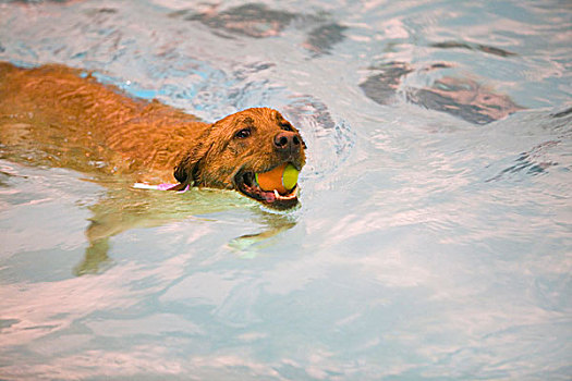 拉布拉多犬,狗,游泳,网球