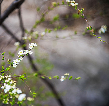 春季盛开的绣线菊花朵特写