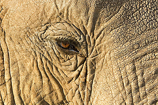 肯尼亚,萨布鲁国家公园,特写,大象,脸,眼