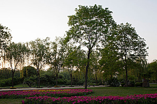 花坛树林