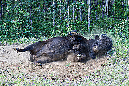 雄性,野牛,美洲野牛,泥土,伍德布法罗国家公园,加拿大