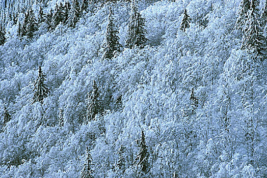 冬日树林,白霜,树林,阔叶树,针叶树,树,积雪,上方,雪,冬天,季节,寒冷,霜,自然
