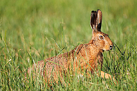 野兔,欧洲野兔,草地,巴伐利亚,德国,欧洲