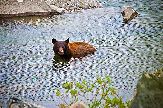美洲黑熊,浴,水,斯加格韦,阿拉斯加,美国
