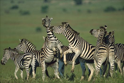 白氏斑马,斑马,群,争斗,禁猎区,南非