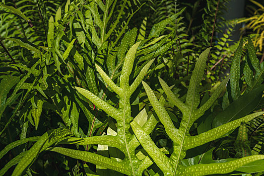 热带植物槲蕨