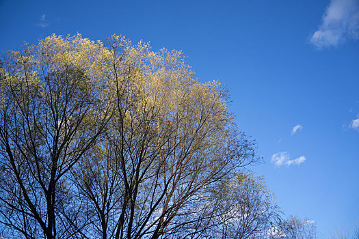 树枝,秋天,秋日,白云,树干,树木,蓝天,树林,秋叶,黄叶,红叶,树冠,树丛,球状树,绿叶,多云