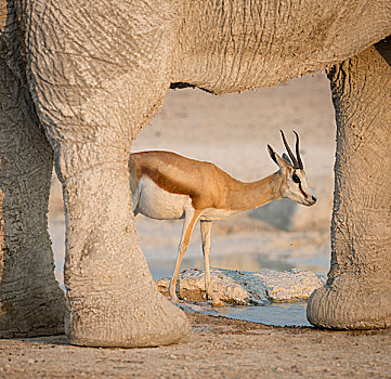 纳米比亚,埃托沙国家公园,水坑,跳羚,框架,腿,画廊