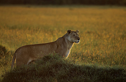 肯尼亚,马赛马拉,雌狮